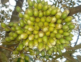 QUY TRÌNH TẠO MẦM SẦU RIÊNG