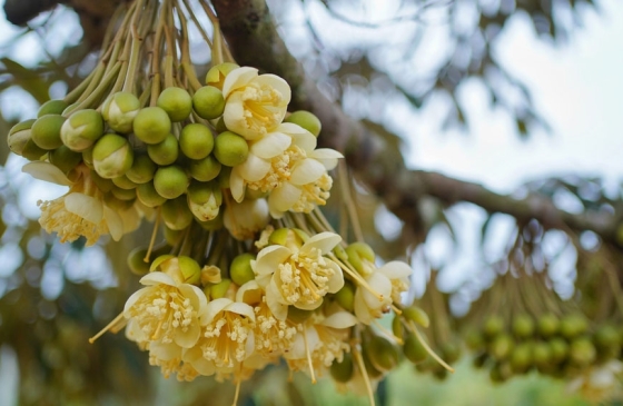 QUY TRÌNH XỬ LÝ RA HOA VÀ LÀM BÔNG SẦU RIÊNG HIỆU QUẢ CAO