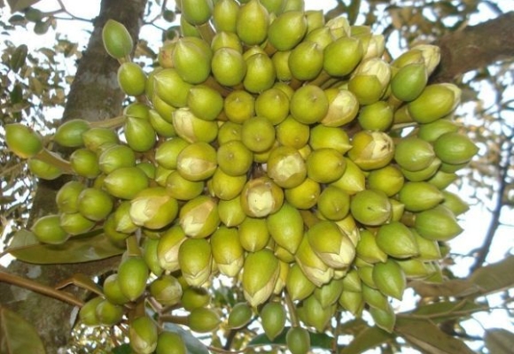 QUY TRÌNH TẠO MẦM SẦU RIÊNG